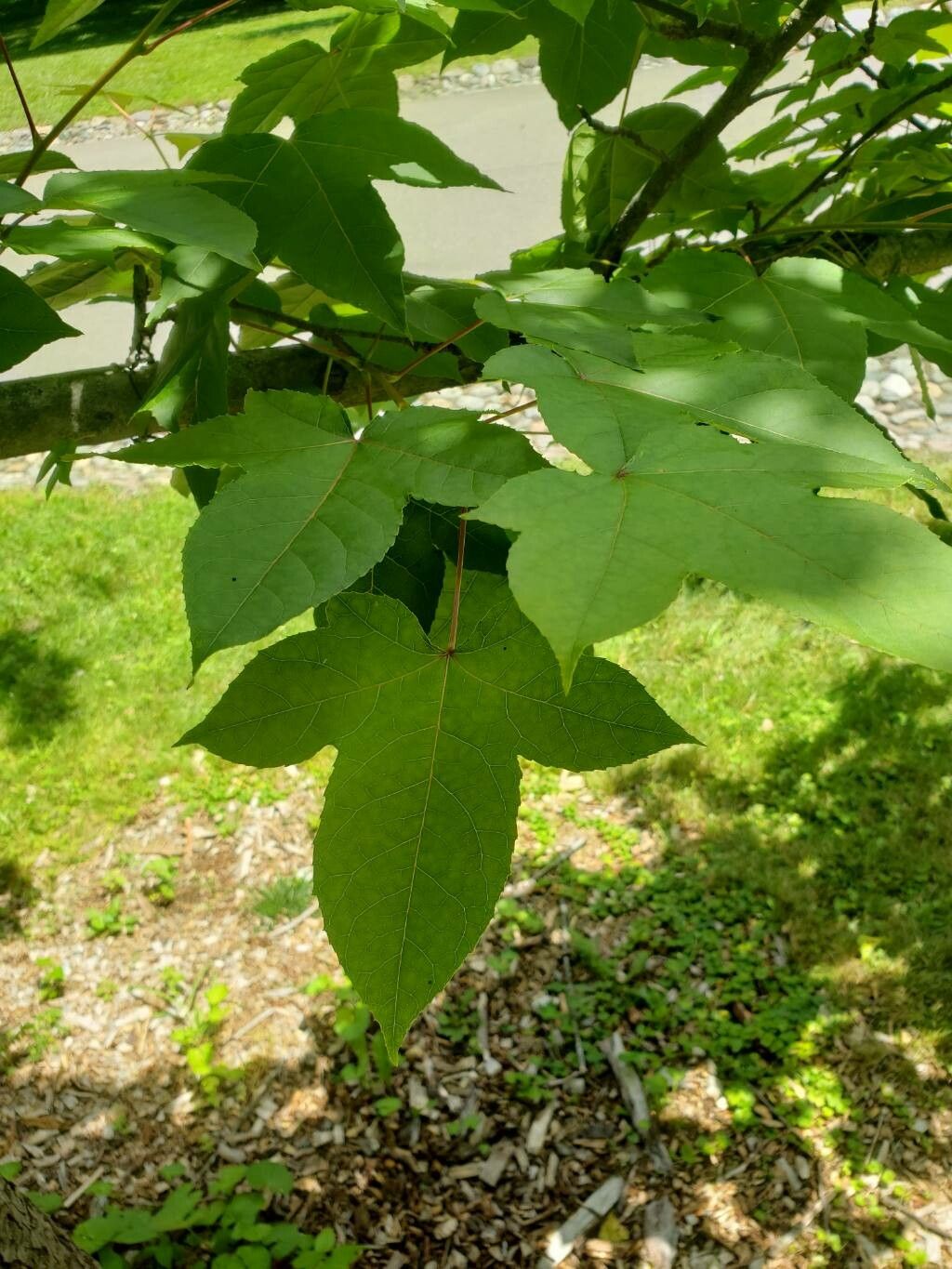 Liquidambar acalycina leaf