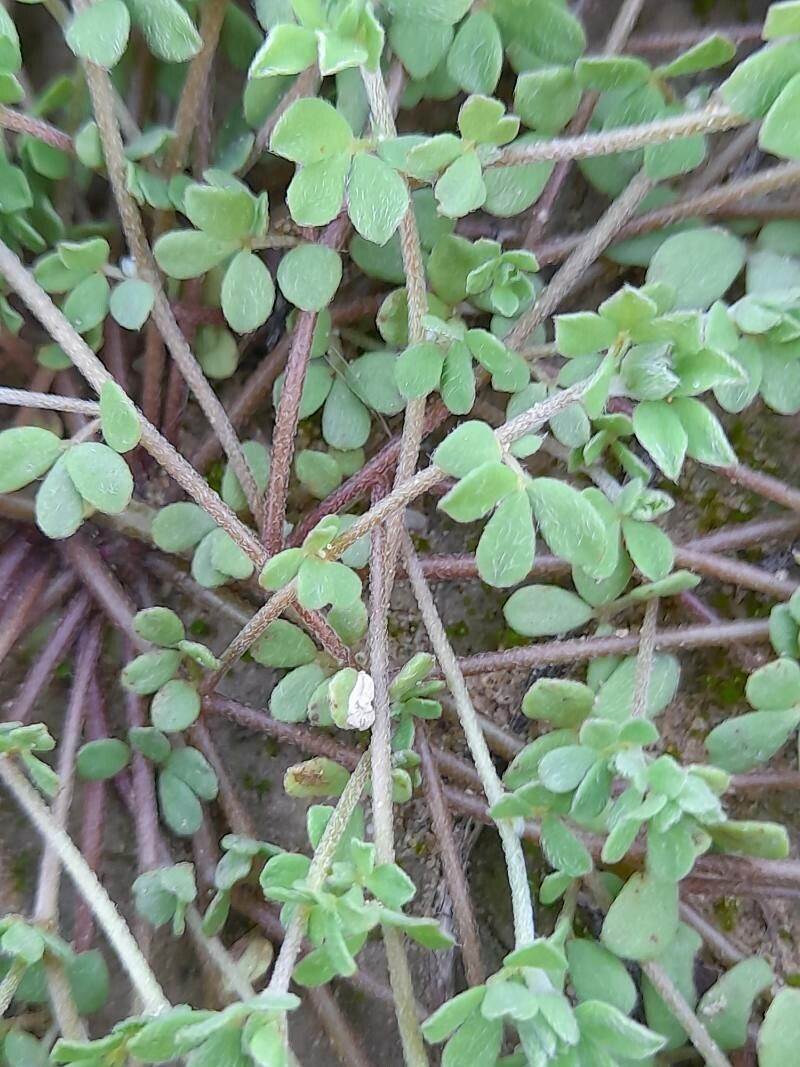 Lotus halophilus bark