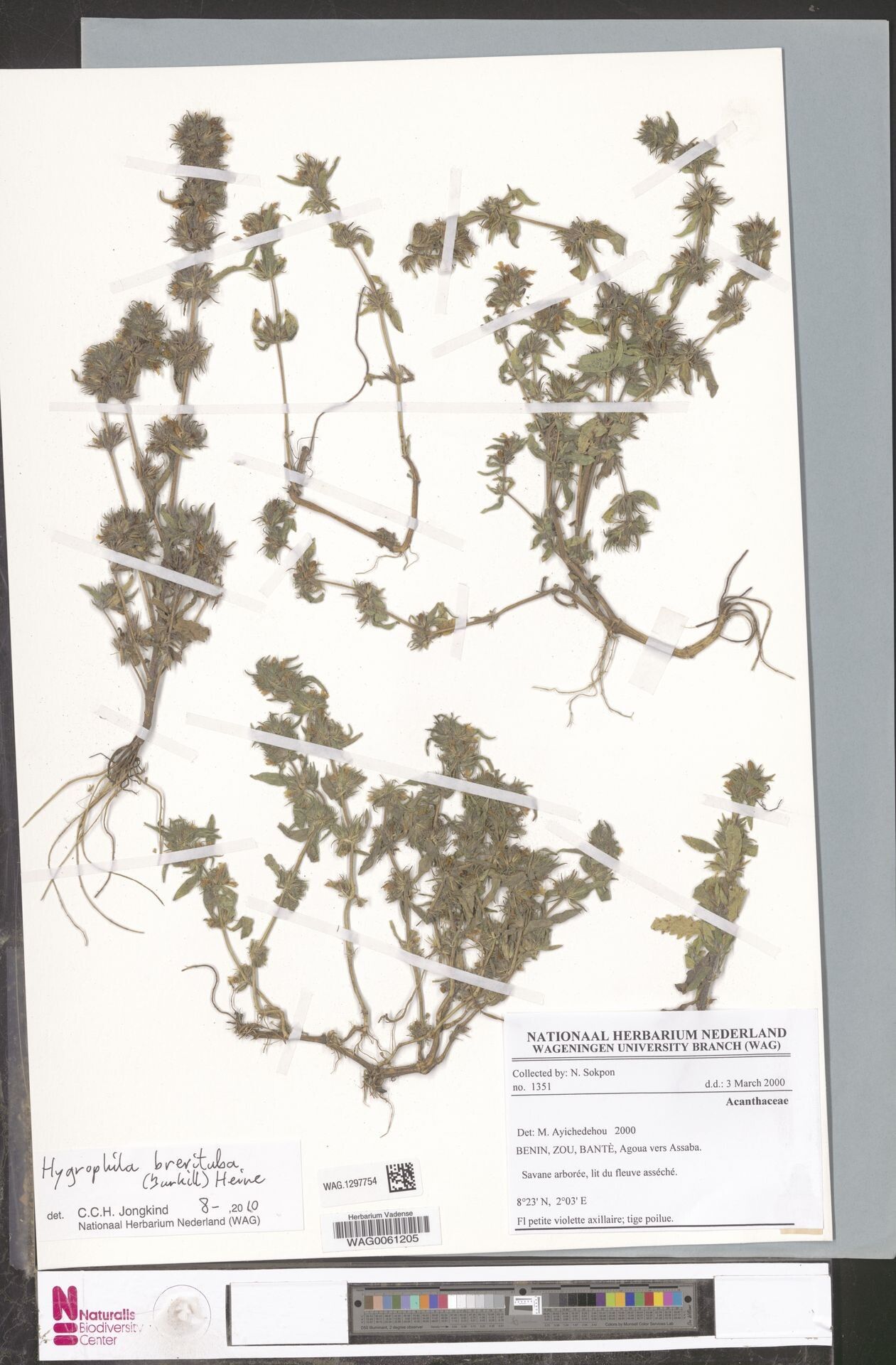 Hygrophila brevituba — search result for 'Hygrophila'