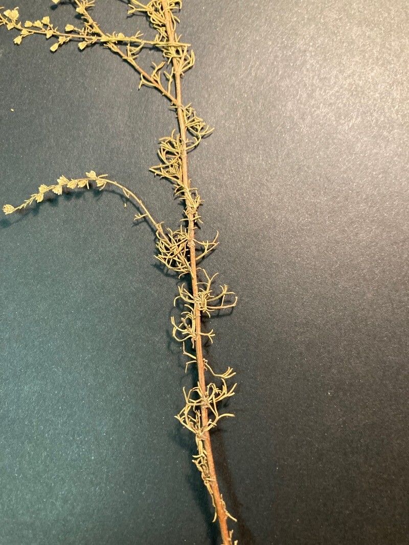 Artemisia scoparia — search result for 'Artemisia'