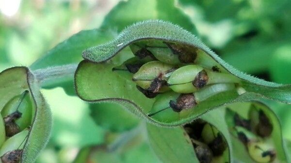 Commelina virginica fruit