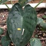 Alocasia wentii