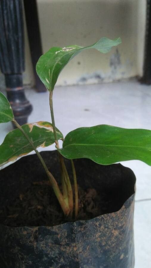 Calathea undulata flower