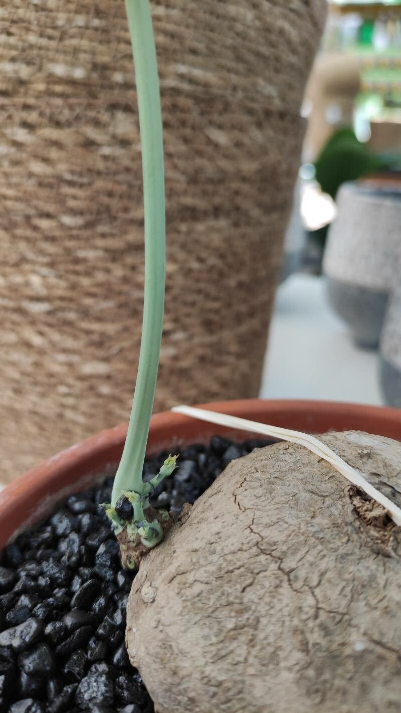 Stephania pierrei bark