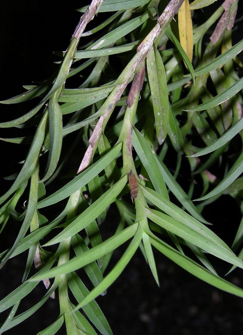 Dichaea acroblephara — related species from the same genus