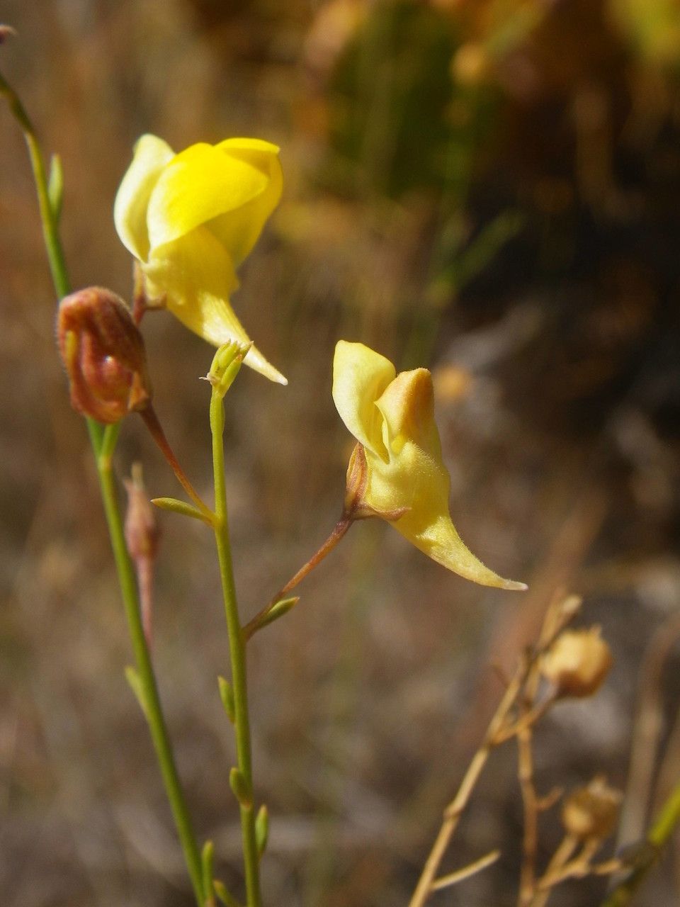 Kickxia scoparia — search result for 'Scoparia'