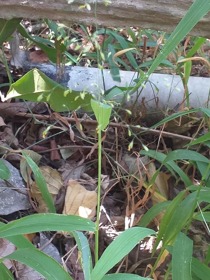 Urochloa deflexa habit