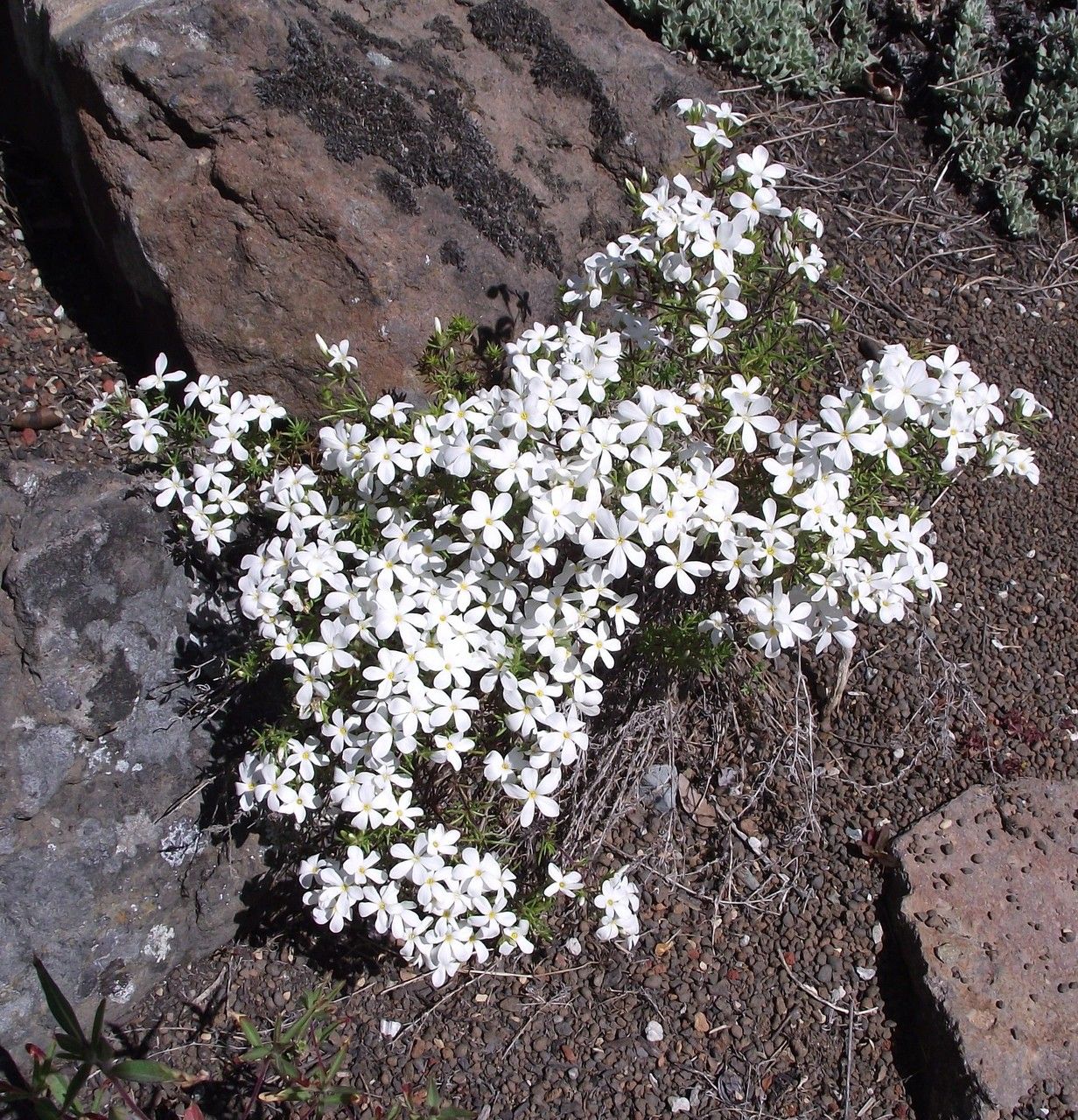 Leptosiphon floribundum — search result for 'Polemoniaceae'