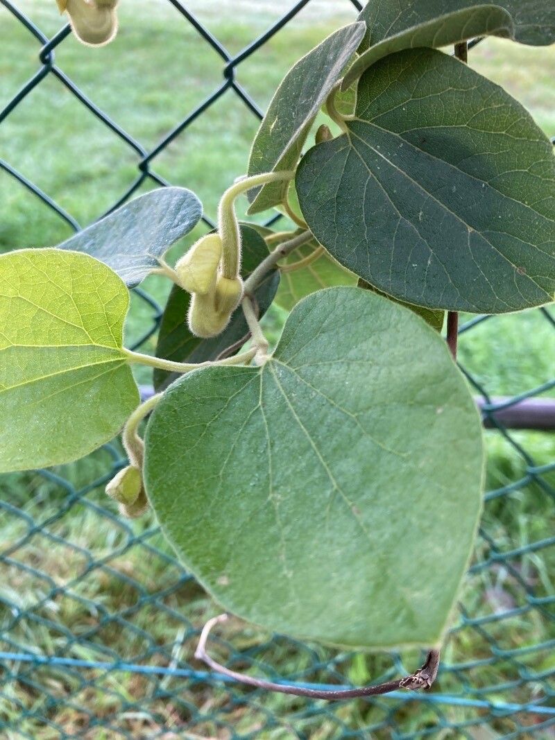Aristolochia tomentosa leaf