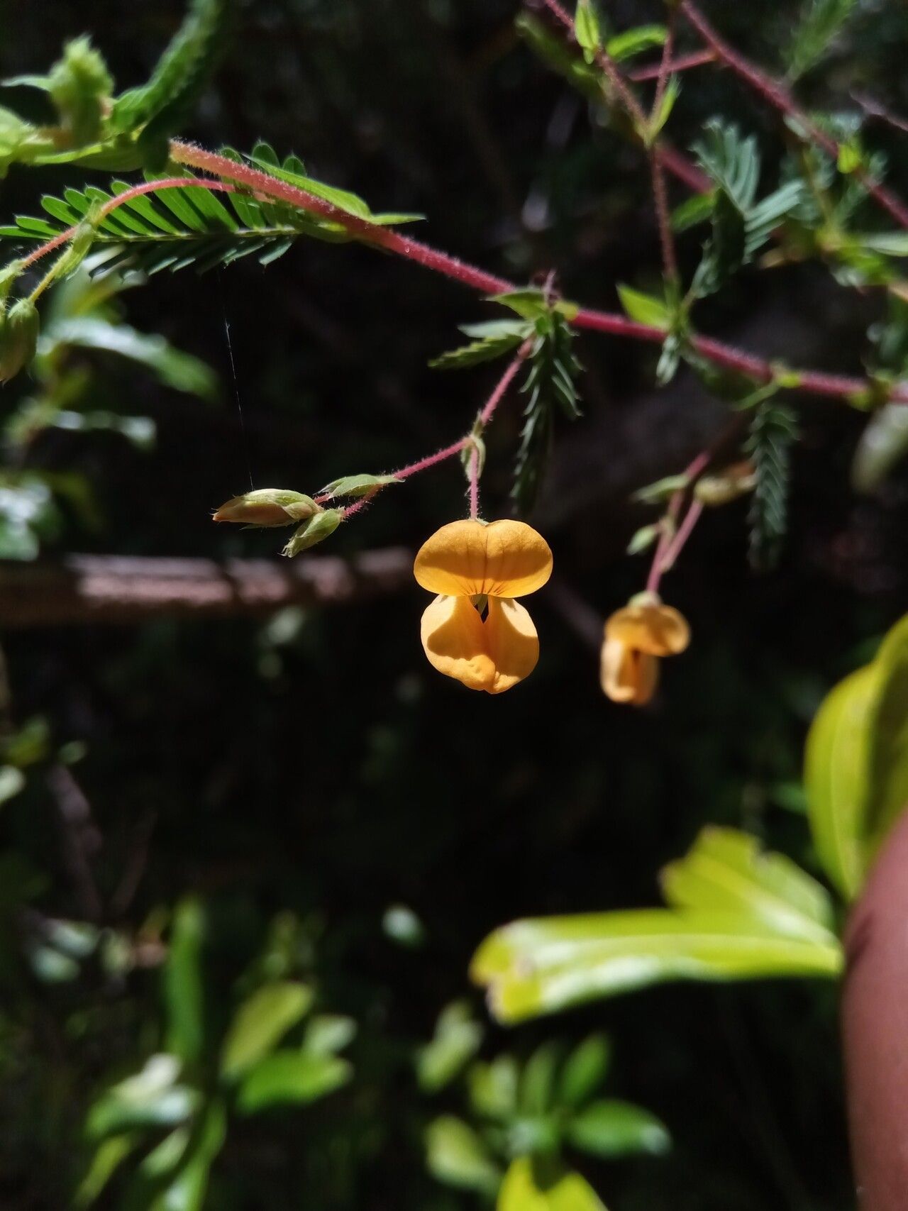 Aeschynomene heurckeana flower