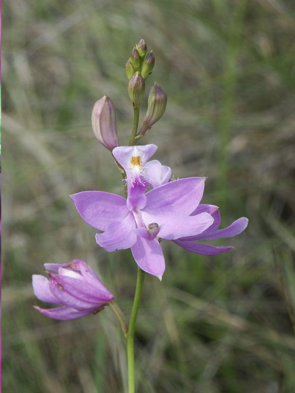 Calopogon multiflorus flower