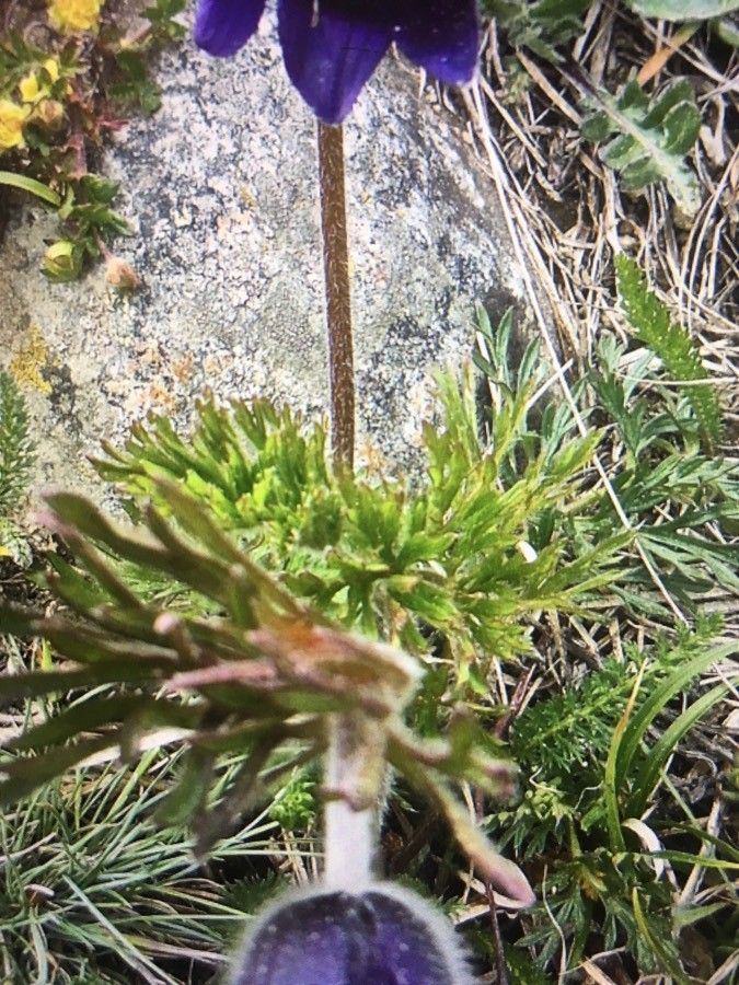 Anemone montana leaf