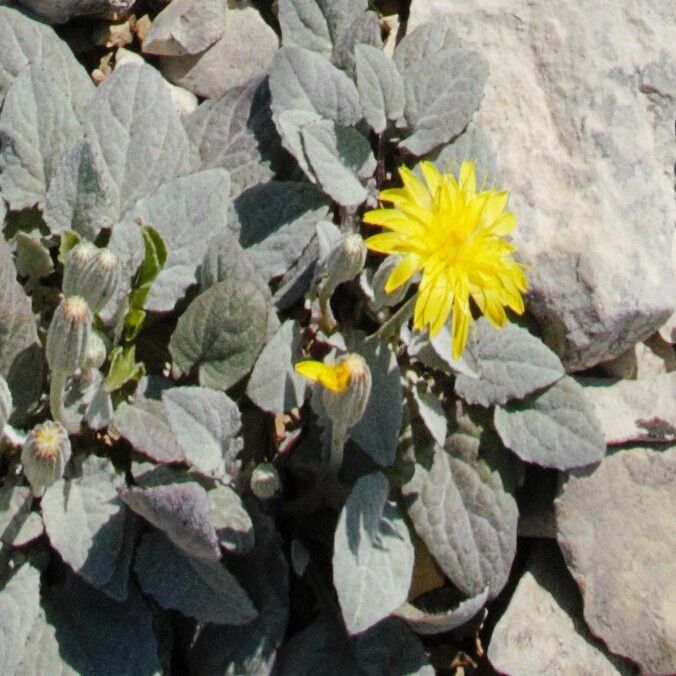 Crepis pygmaea flower