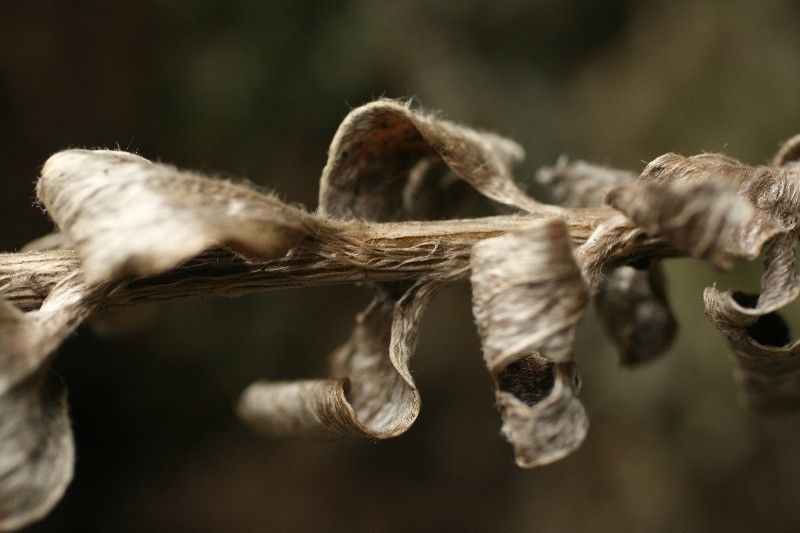 Psiadia argentea bark