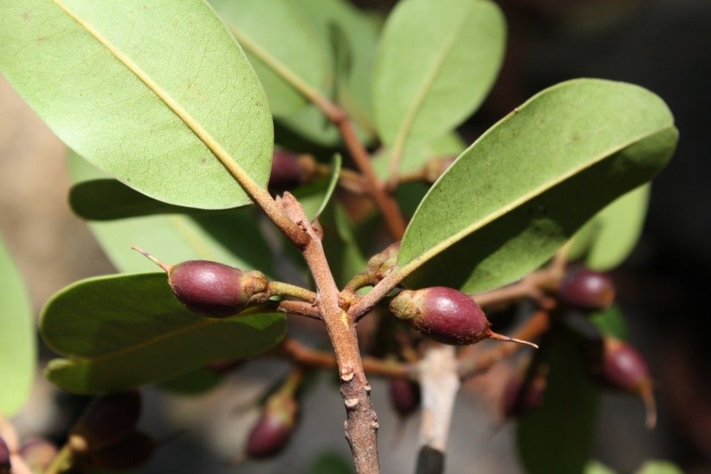 Pichonia lecomtei fruit