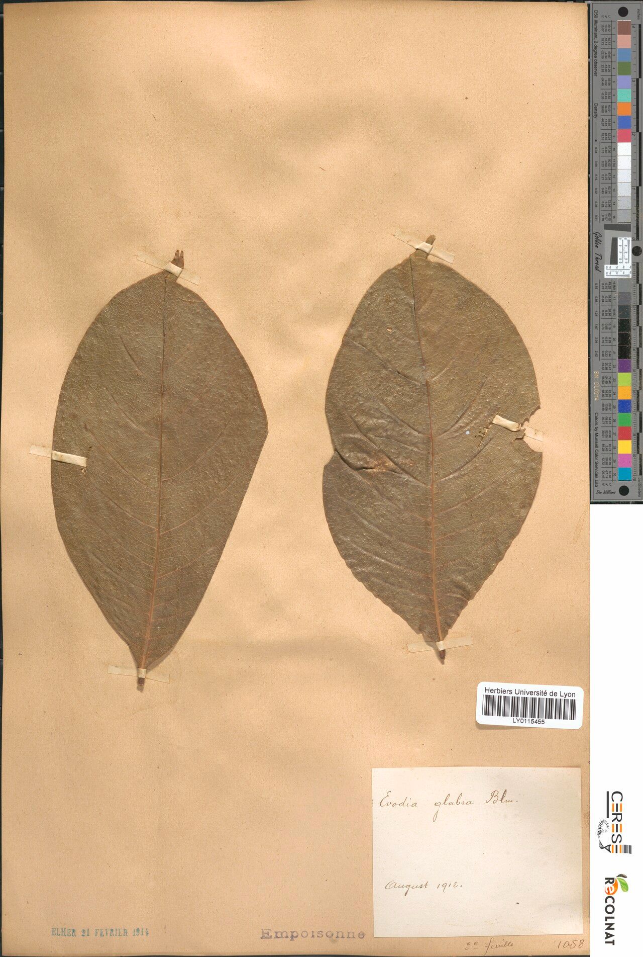 Melicope glabra — houseplant care guide