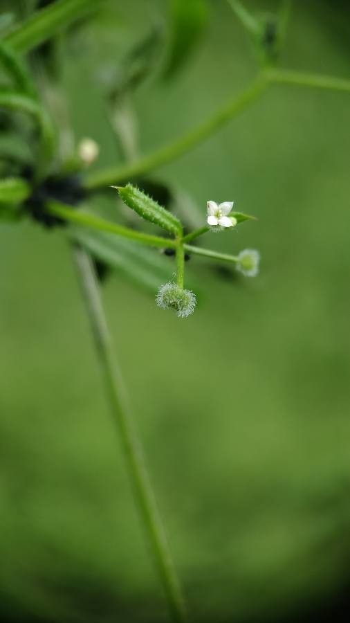 Galium triflorum flower