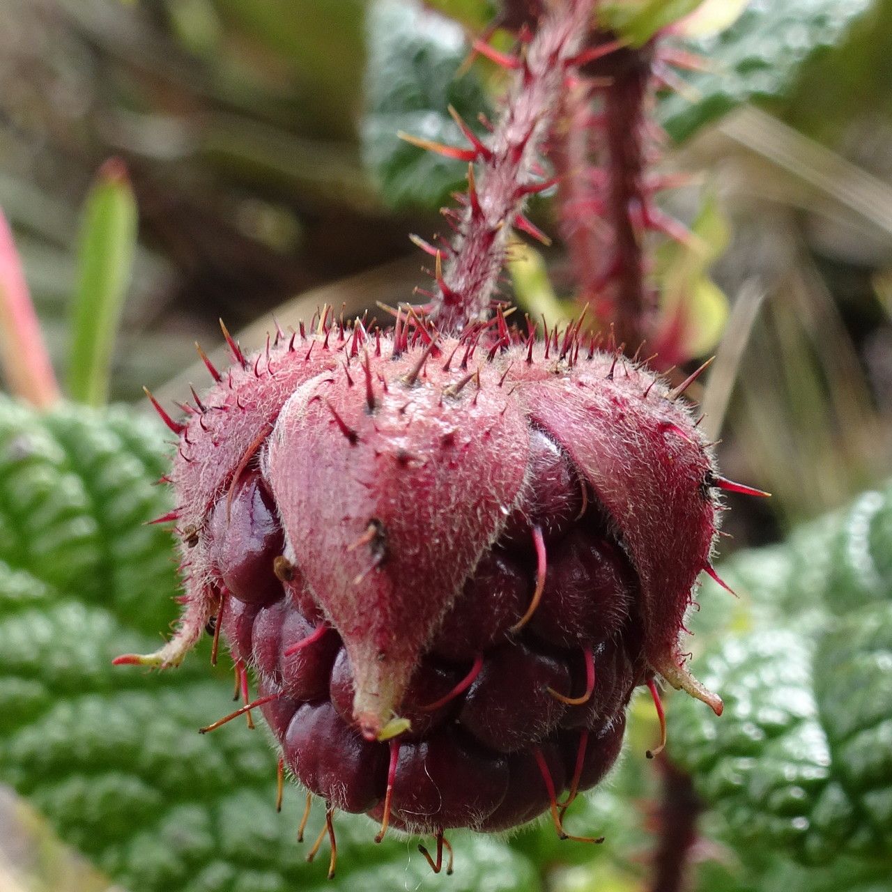 Rubus acanthophyllos fruit