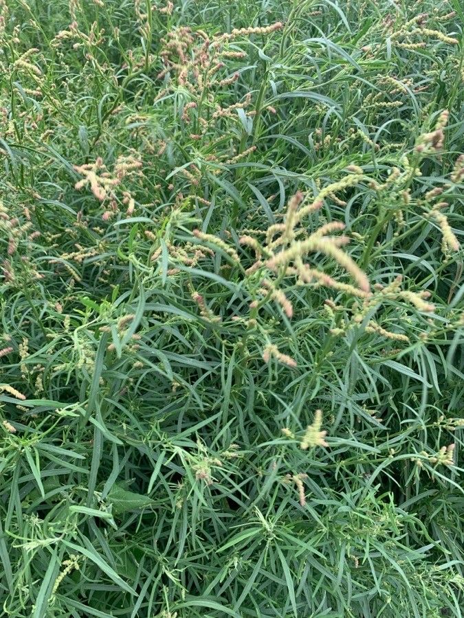 Atriplex littoralis — search result for 'Atriplex'