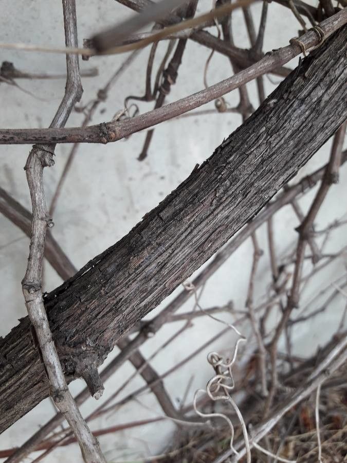 Vitis girdiana bark