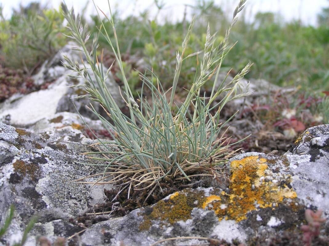 Festuca pallens — search result for 'Festuca'
