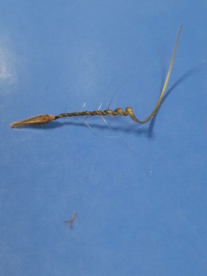 Erodium botrys fruit