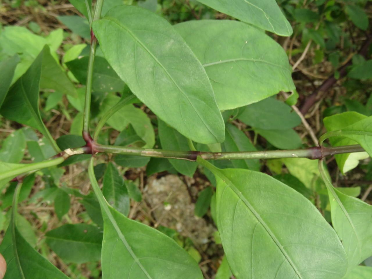 Justicia carthaginensis leaf