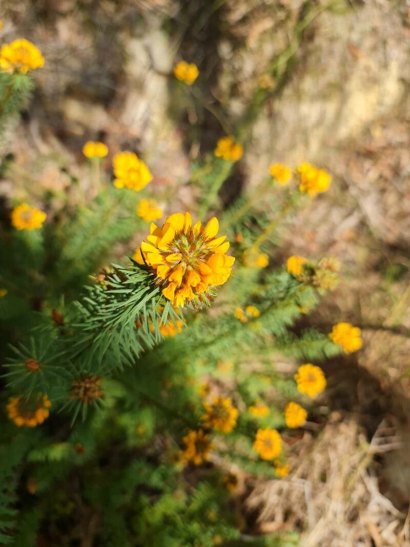 Pultenaea stipularis flower