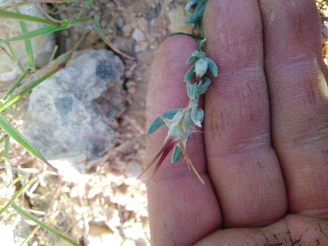 Centaurea eriophora other
