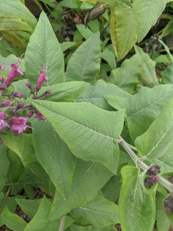 Lepechinia hastata — houseplant care guide