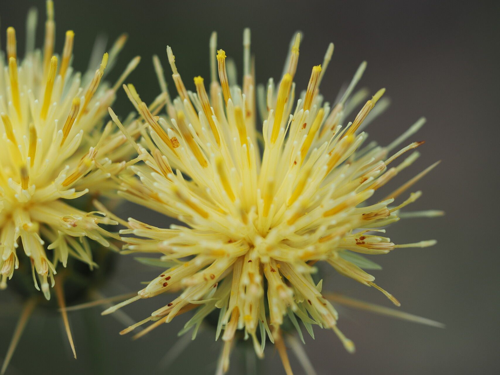 Centaurea reflexa — houseplant care guide