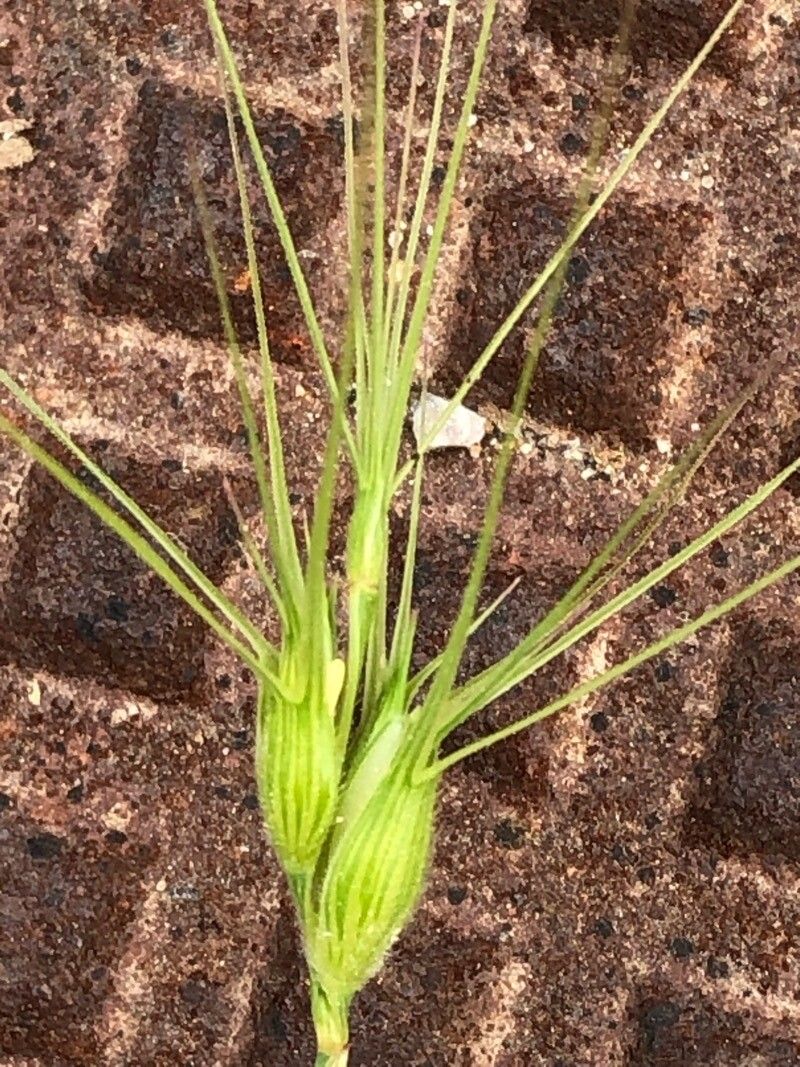 Aegilops triuncialis fruit