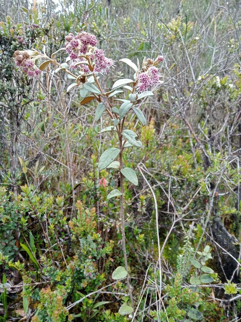 Ageratina gynoxoides habit