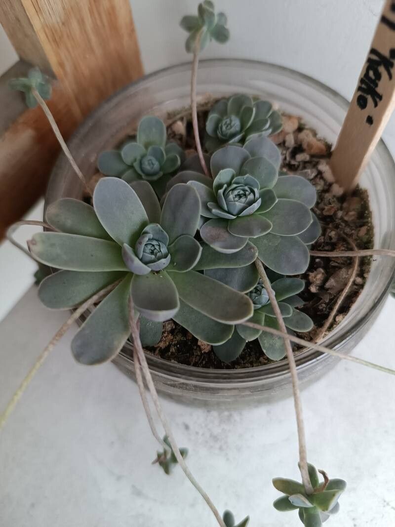 Orostachys boehmeri leaf