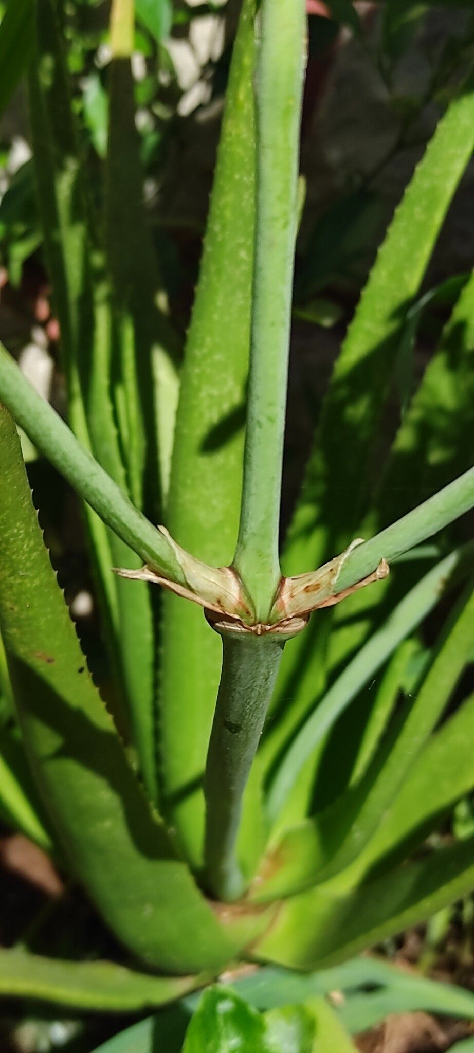Aloe vatovavensis bark