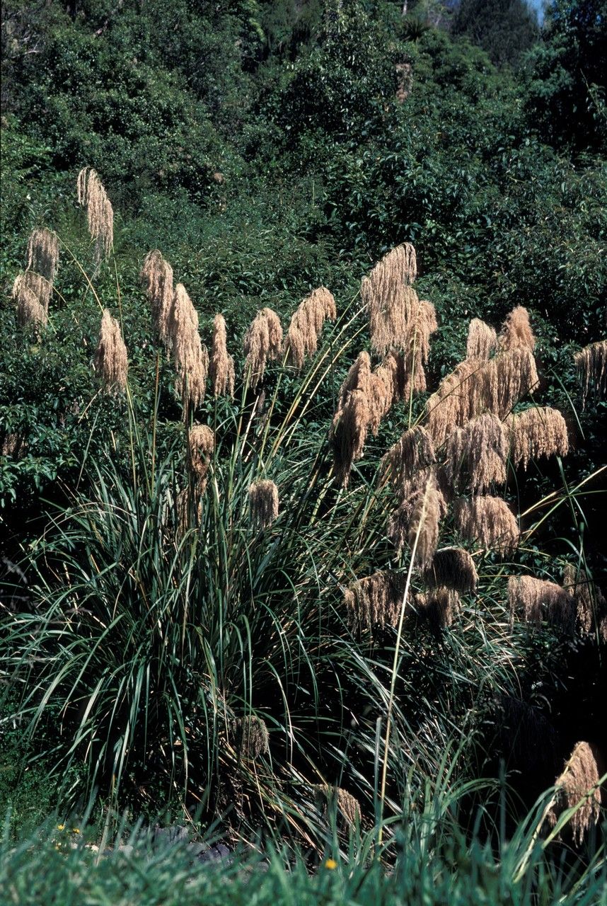 Cortaderia toetoe — search result for 'Cortaderia'