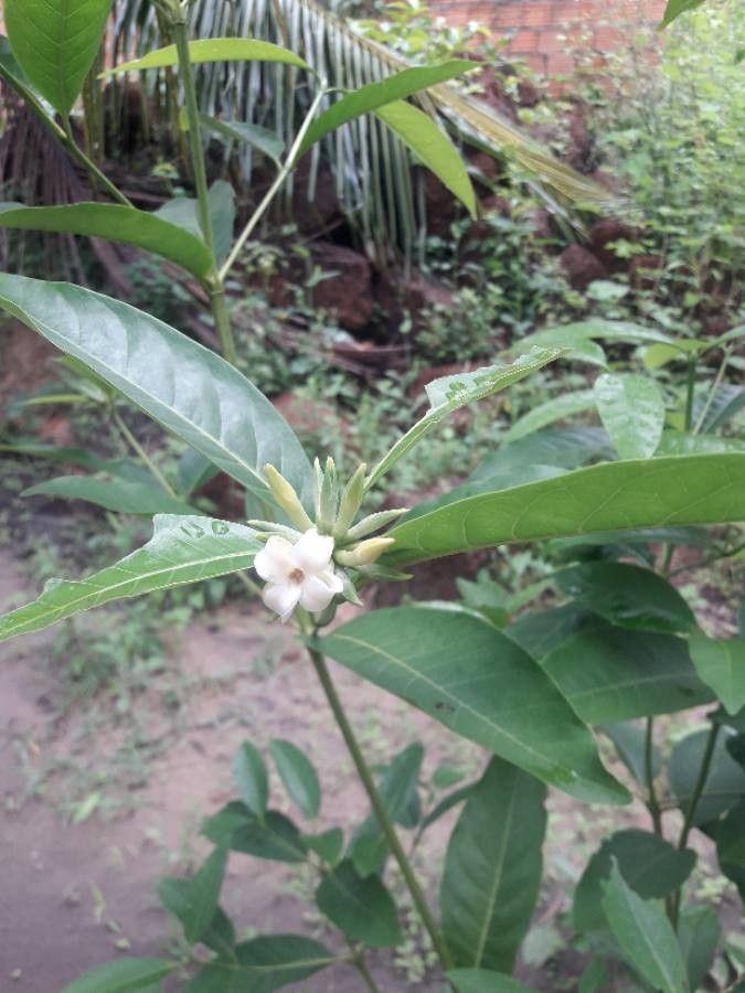Kraussia floribunda flower
