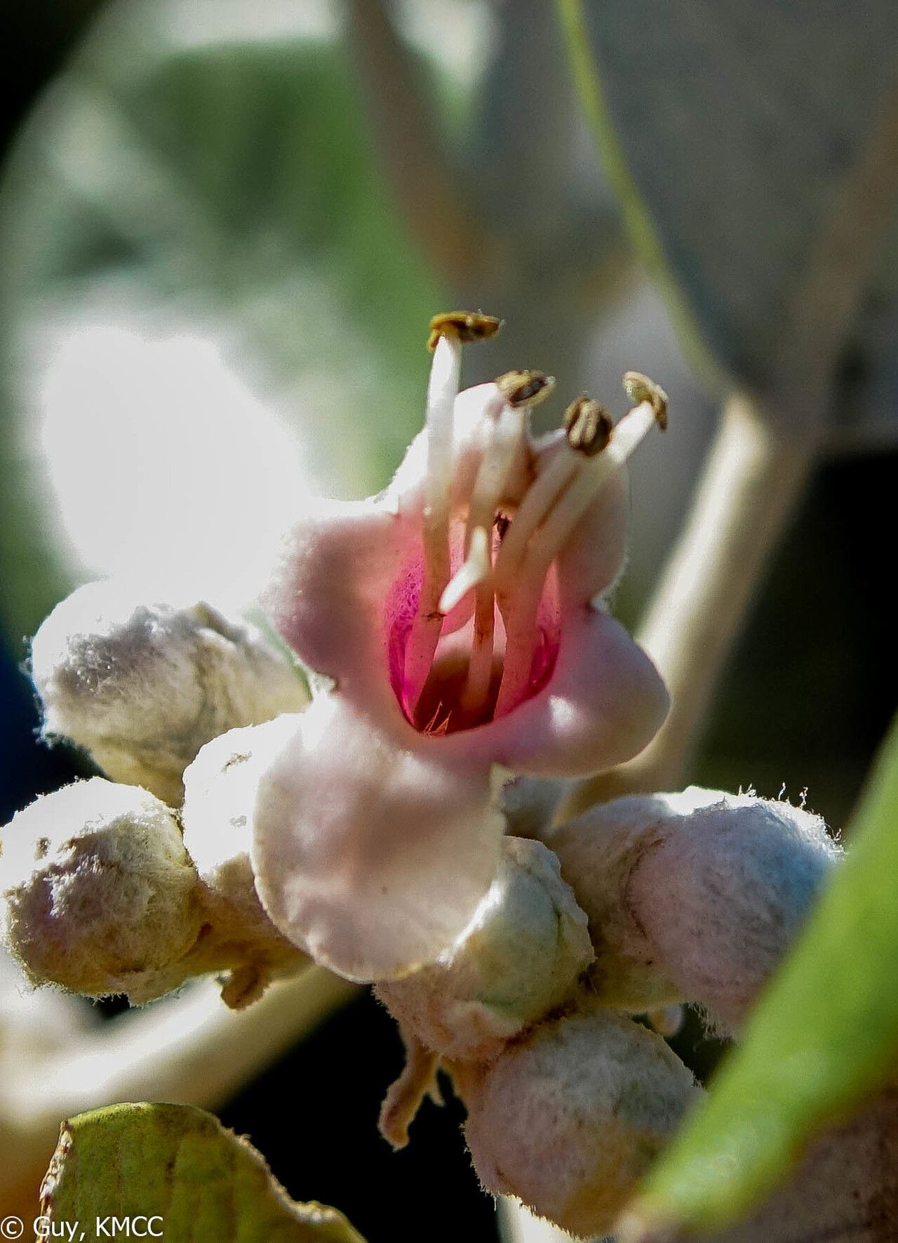 Vitex betsiliensis flower