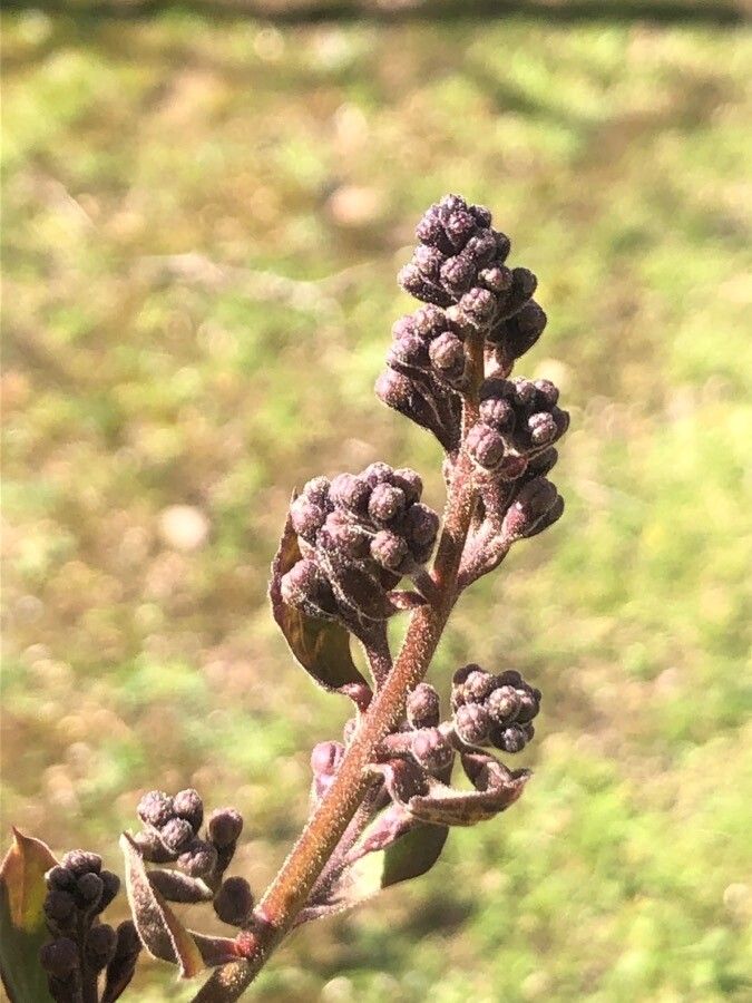 Syringa oblata fruit