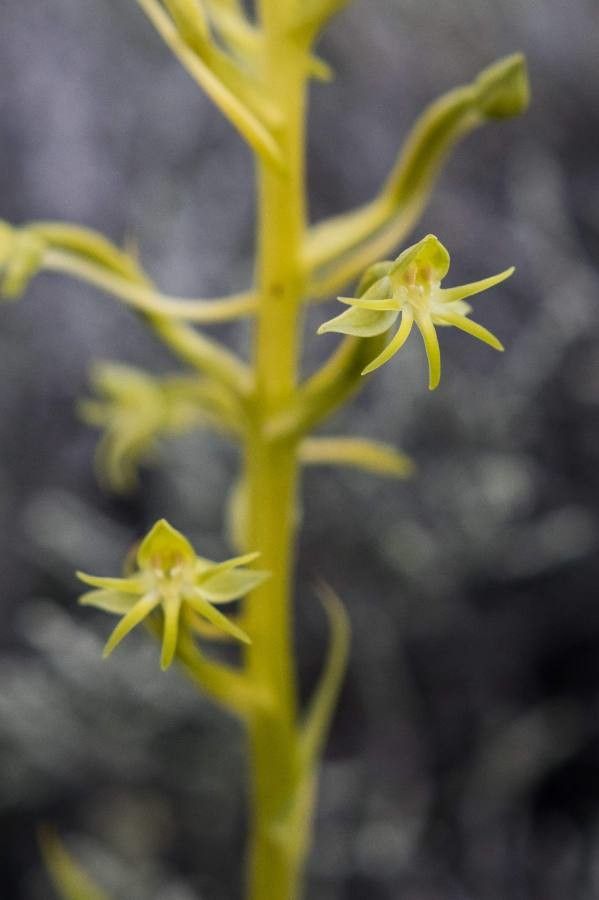 Habenaria chloroleuca — houseplant care guide