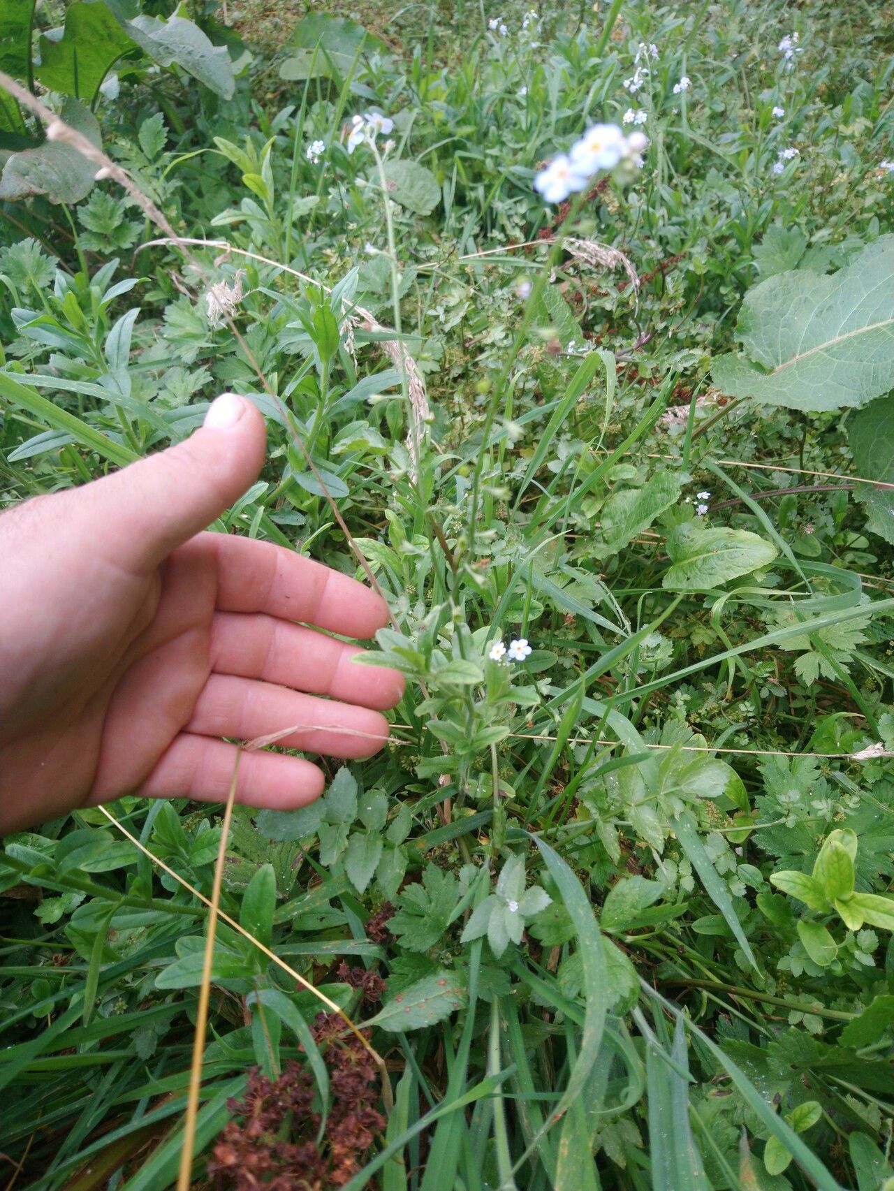 Myosotis nemorosa habit