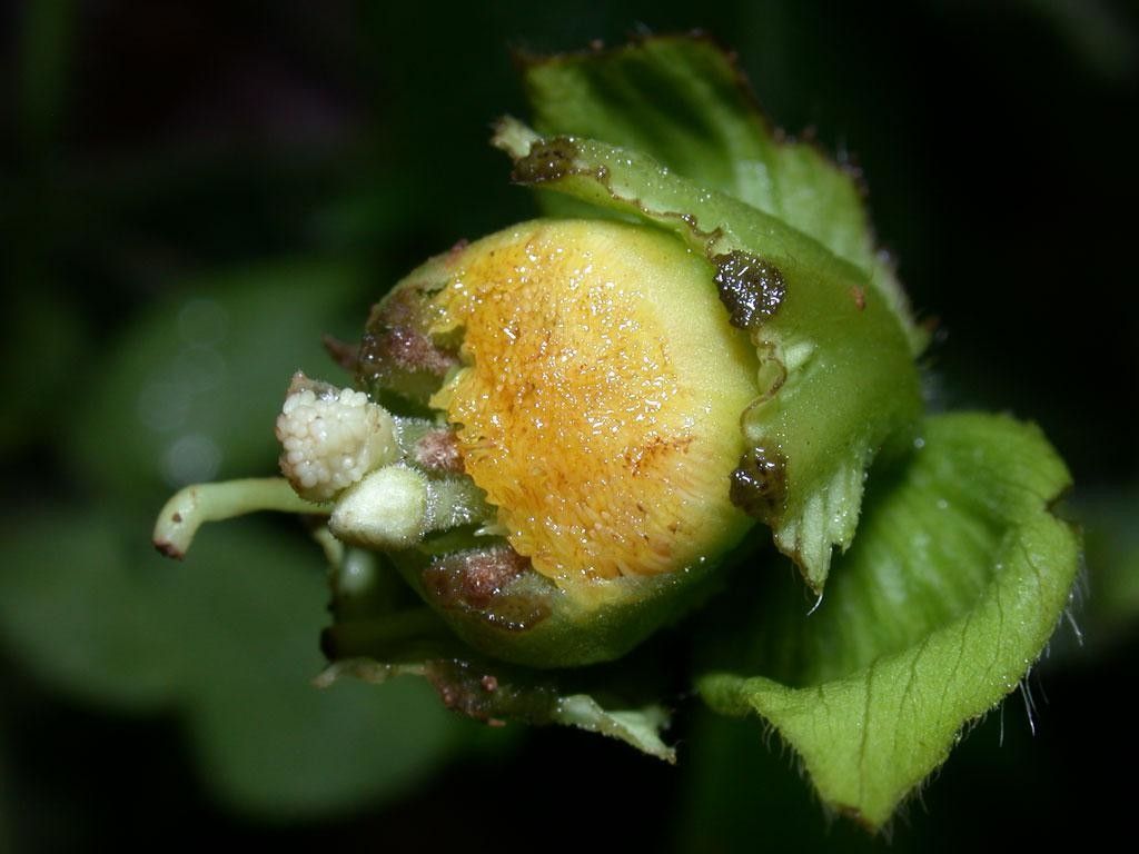 Dalechampia websteri fruit