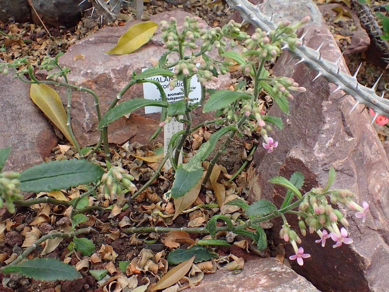 Kalanchoe aromatica habit
