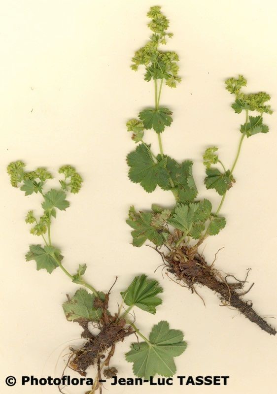 Alchemilla demissa habit
