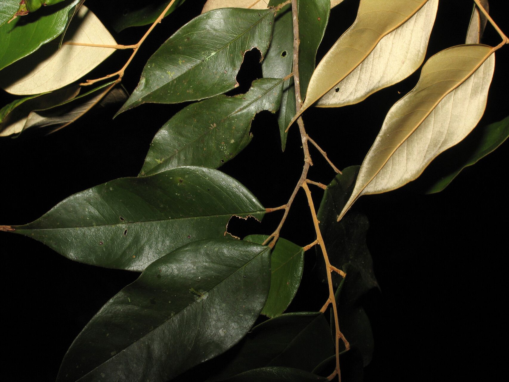 Swartzia peruviana leaf