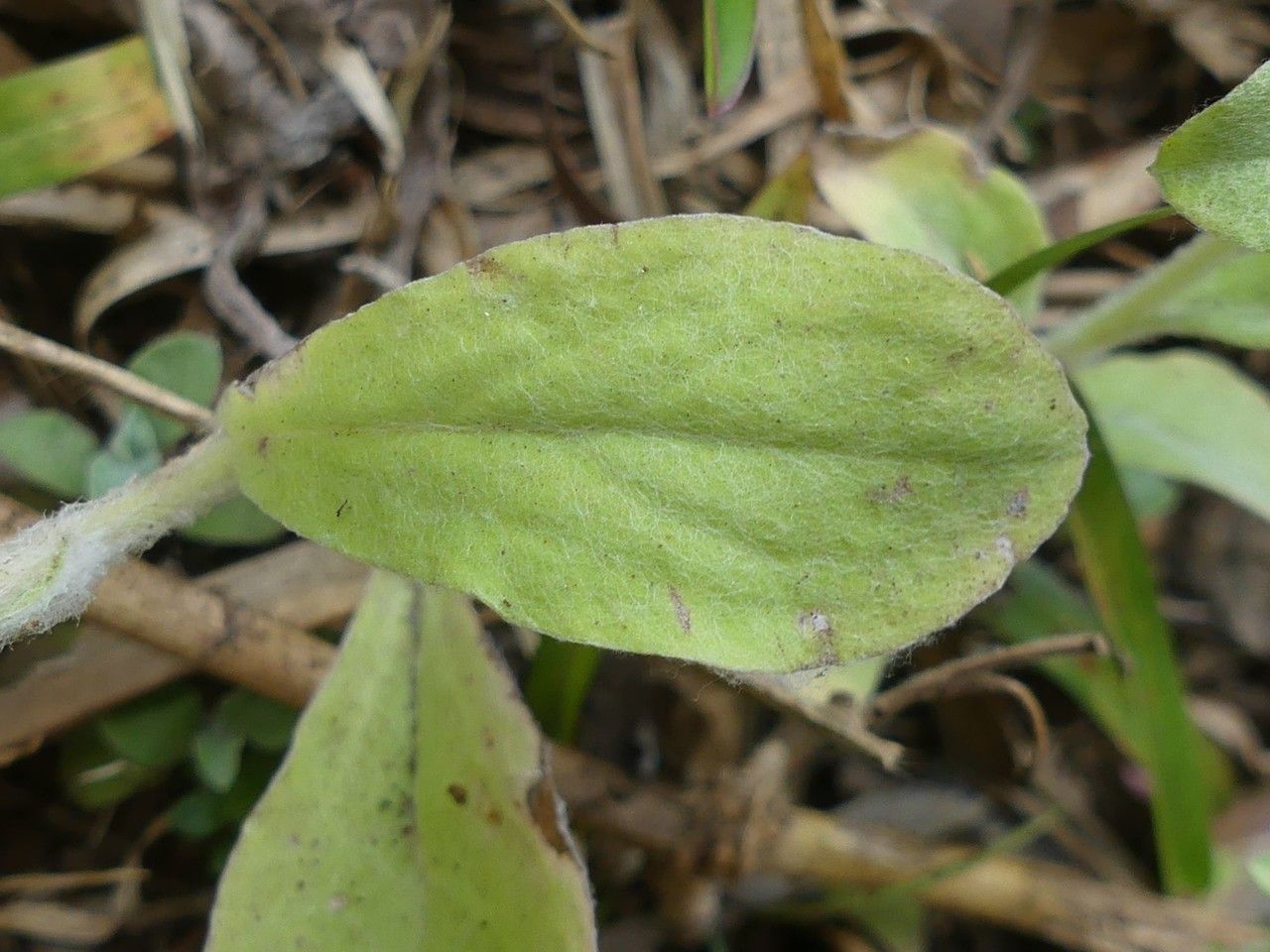 Gnaphalium purpureum — search result for 'Perennial or annual herb'