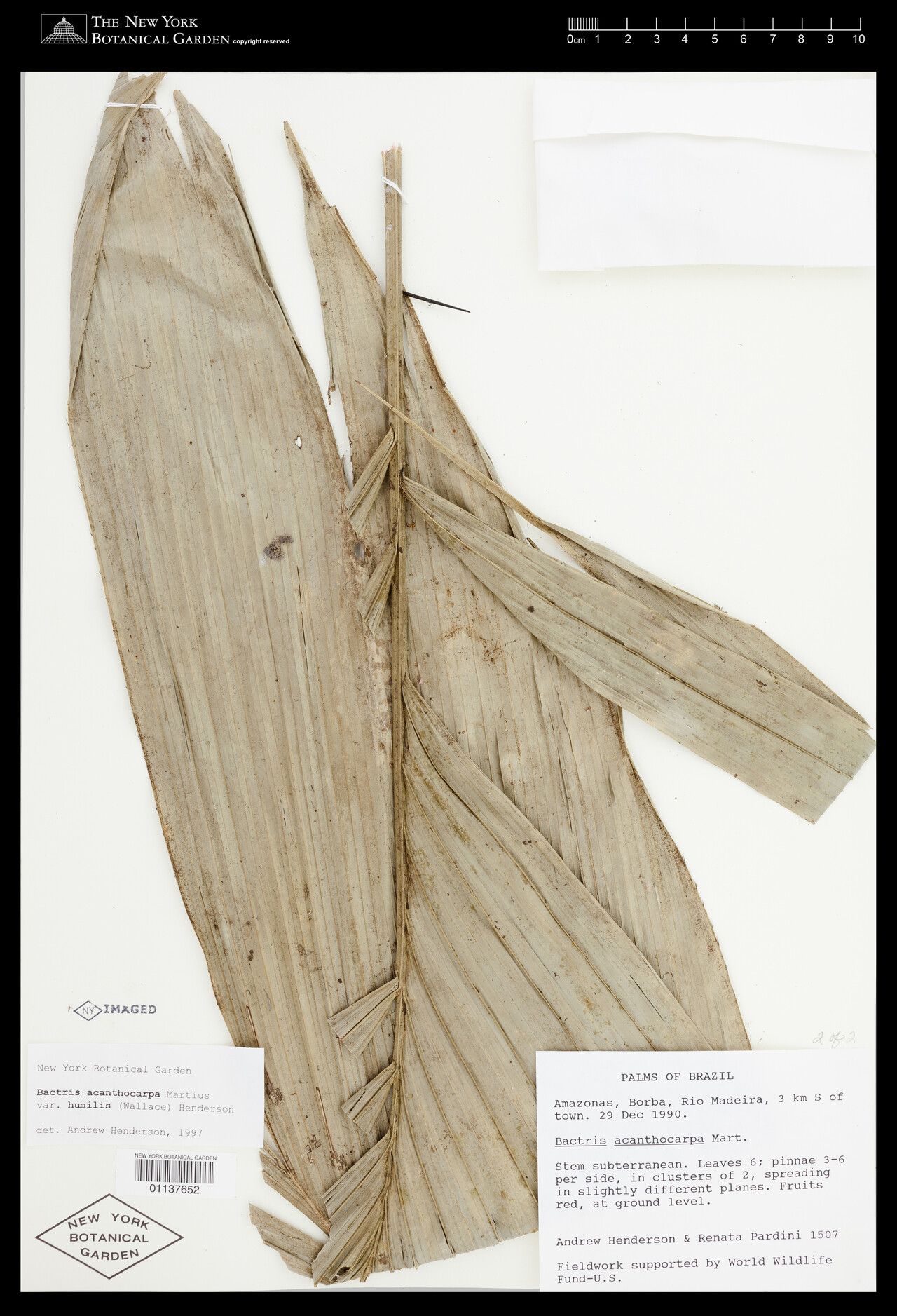 Bactris acanthocarpa — related species from the same genus