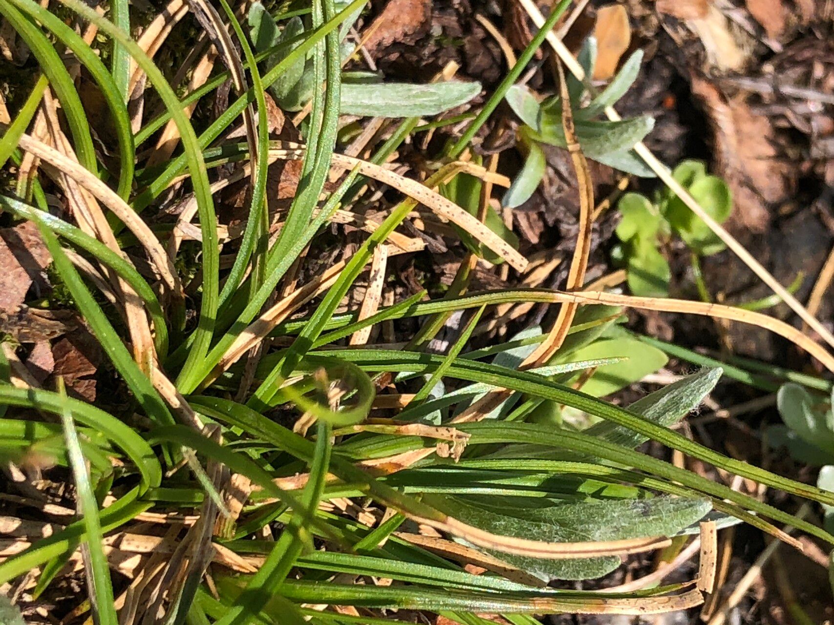 Carex pyrenaica leaf