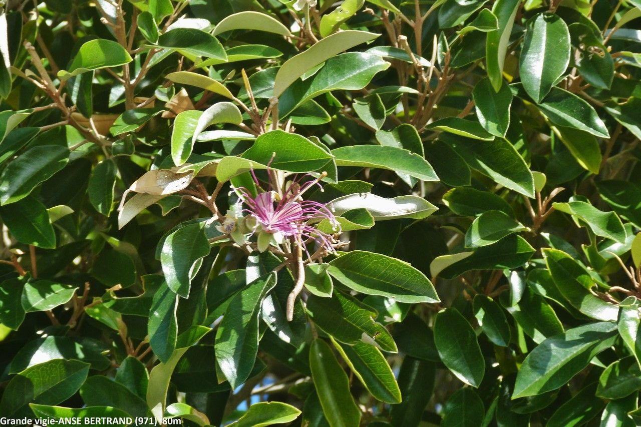 Capparis cynophallophora — search result for 'Capparis'