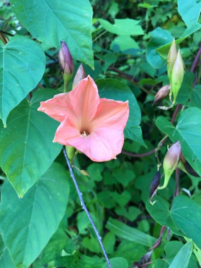 Operculina pteripes — related species from the same genus